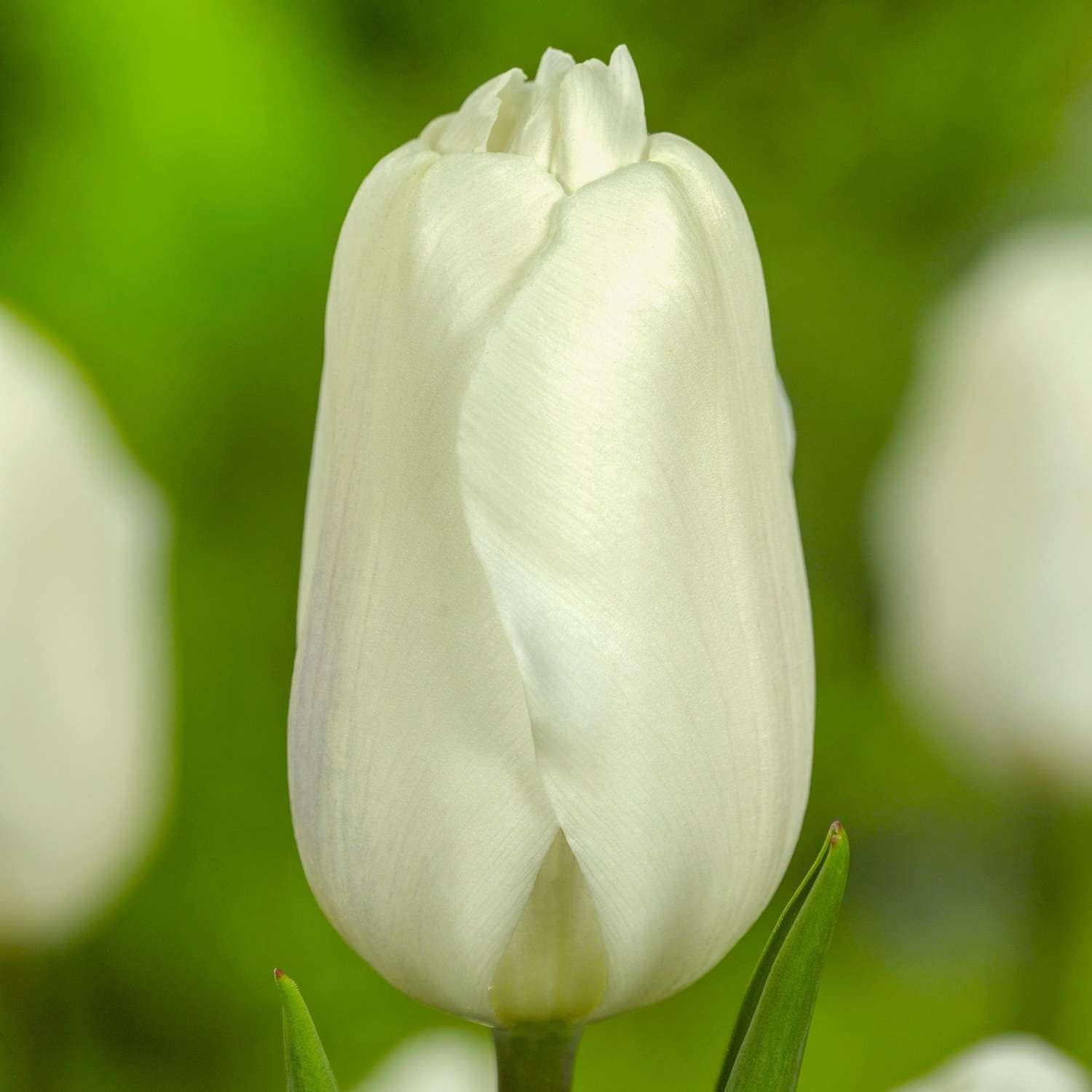 Tulppaani 'White Flag'